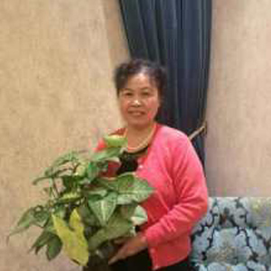 朱启凤